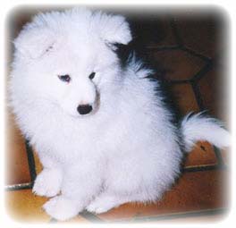 husky.jpg