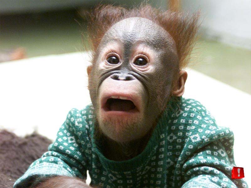 orangutan_bebe.jpg