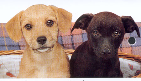 perros_2_colores.jpg