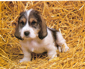 pupy.jpg