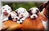 4Cachorros