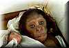 chimp_baby