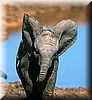 elefante_bebe