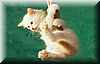 gato_cuerda