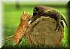 gato_mapache