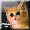 gato_ojos_saltones