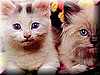 gatos_ojillos