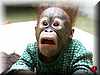 orangutan_bebe