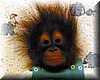 orangutan_bebe2