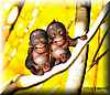 orangutanes