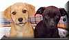 perros_2_colores