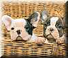 perros_cesta