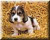pupy