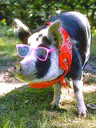 cerdo_gafas.jpg