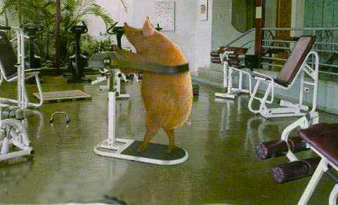 cerdo_gimnasio.jpg