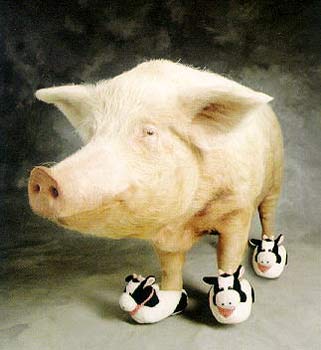 cerdo_zapatillas.jpg