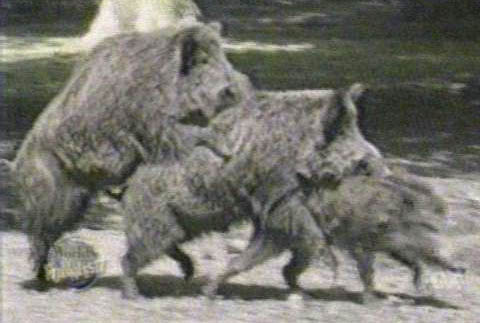 trio_jabalies.jpg