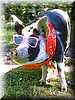 cerdo_gafas
