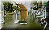 cerdo_gimnasio
