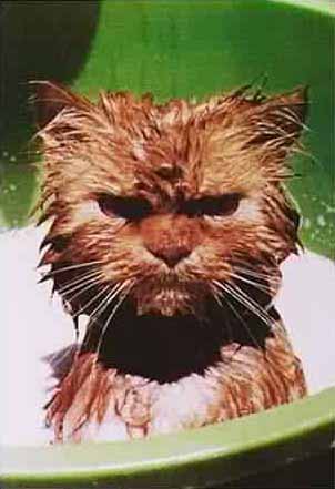 gato_mojado.jpg
