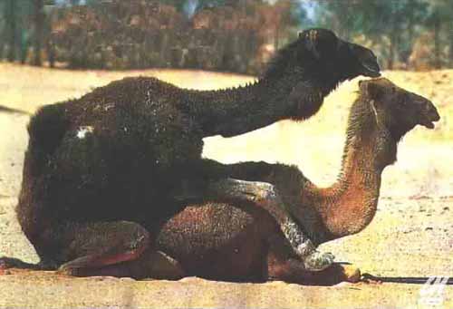 love_camel.jpg
