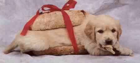 perrito_caliente.jpg
