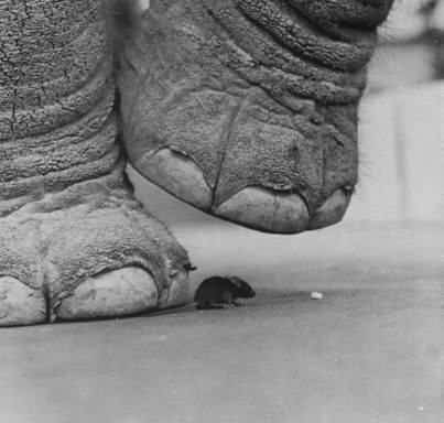 raton_elefante.jpg