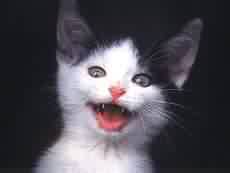 sonrisa.jpg