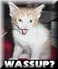 wazzup