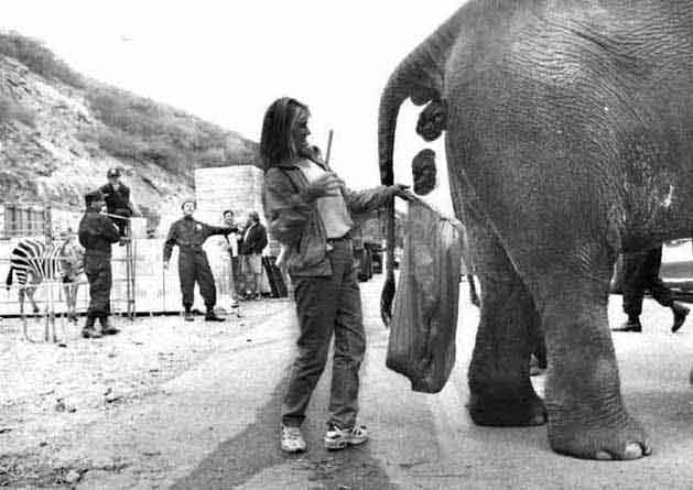 elefante5.jpg