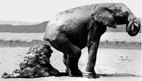 elefante6.jpg