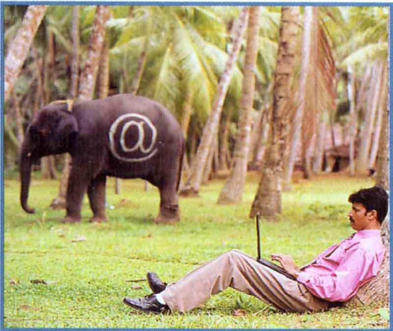 elefante_arrobico.jpg