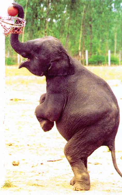 elefante_basket.jpg
