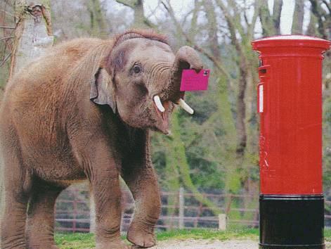 elefante_cartero.jpg