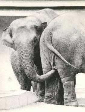 elefante_curioso1.jpg