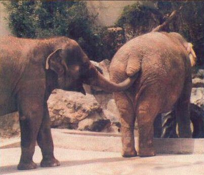 elefante_curioso2.jpg