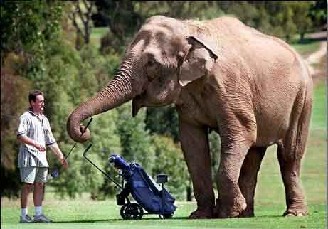 elefante_golf.jpg