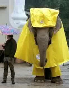 elefante_lluvia.jpg