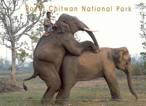 elefante_pareja.jpg