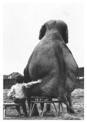 elefante_sentado.jpg
