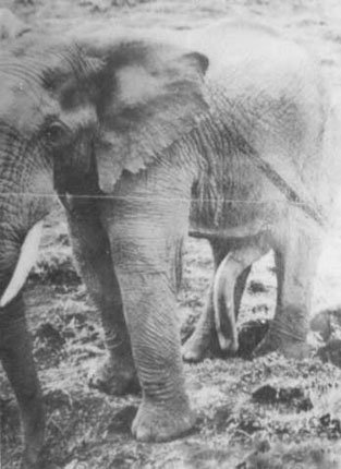 elephant-cock.jpg