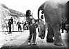 elefante5
