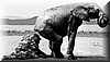 elefante6
