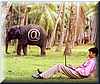 elefante_arrobico