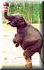 elefante_basket