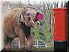 elefante_cartero