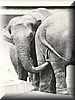 elefante_curioso1