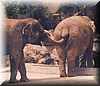 elefante_curioso2