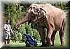 elefante_golf