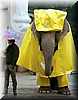 elefante_lluvia
